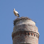 Cegonha de Azambuja