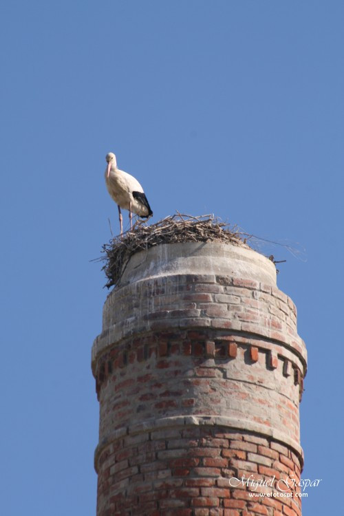 Cegonha de Azambuja