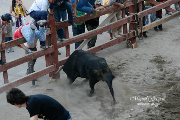 O arranque do touro - Feira de Maio 2010