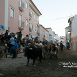 Recolha dos touros - Feira de Maio 2010