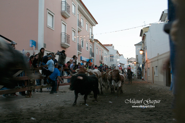 Recolha dos touros - Feira de Maio 2010