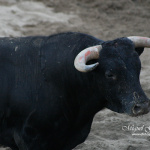 Touro - Feira de Maio 2010