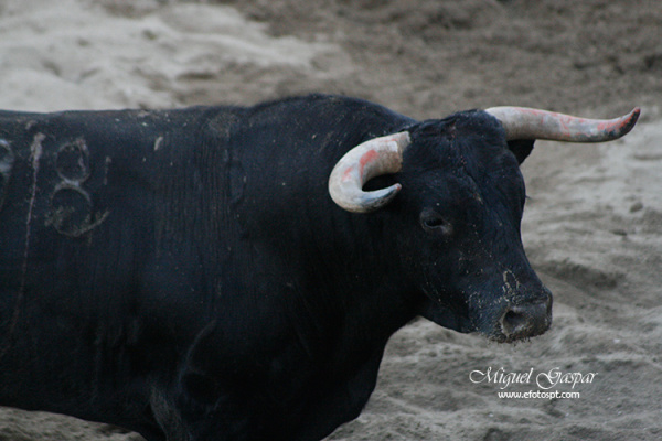 Touro - Feira de Maio 2010