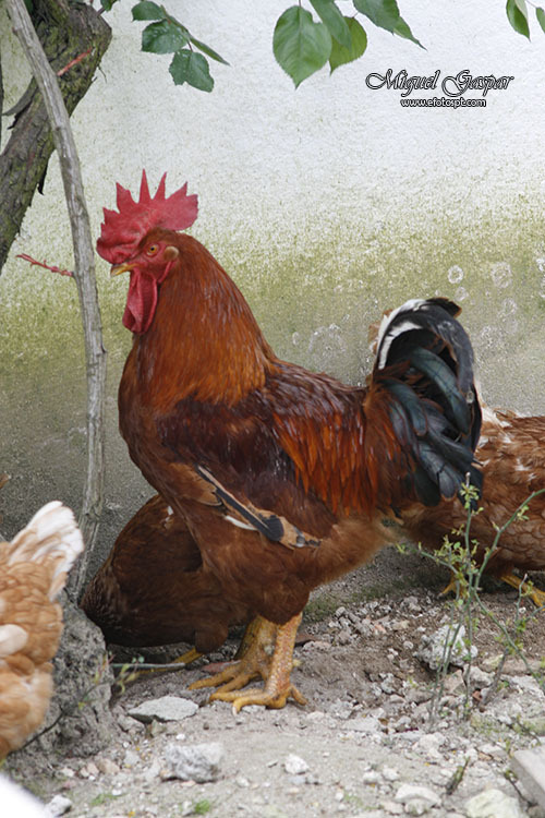 Galo Fotogénico