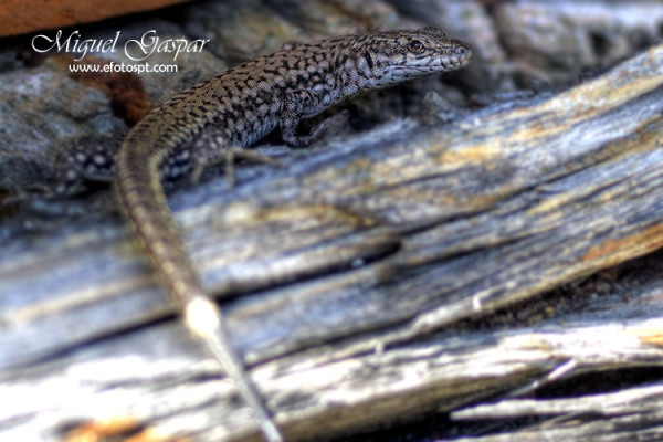 Pequeno lagarto